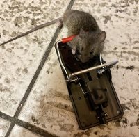 Schlagfalle für Mäuse von nagtag®
