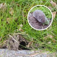 Gardigo Wühlmauszange, 70070, 4260277262273, 1 Stück