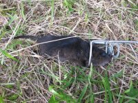 Original Wolf´s Augsburger Kippbügelfalle Wühlmausfalle, 10 Stück