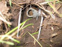 Original Wolf´s Augsburger Kippbügelfalle Wühlmausfalle, 10 Stück